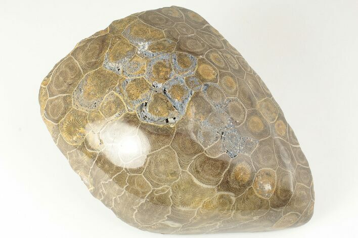 Polished Fossil Coral (Actinocyathus) Head - Morocco #202509